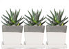 3 Piece Set White Square Succulent Cactus Planter Pot