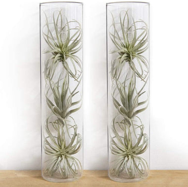 Chive - Set of 2 Cylinder Vase, 2.5" Wide 7