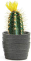 Set of 3 Stagma  Small Round Succulent Cactus