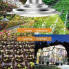 LED String Sunlight Led Lamps for Farm Full Spectrum Led Grow Light for Seedlings,Veg
