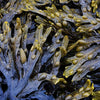 The Seaweed Bath Co. Body Wash, Lavender