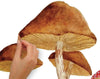 RMK4411TBM Mushroom XL Giant Peel
