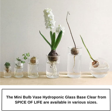 Mini Bulb Vase Hydroponic Glass Base Clear