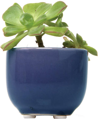 Succulent Cup Small Round Ceramic Succulent