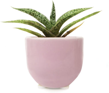 Succulent Cup Small Round Ceramic Succulent