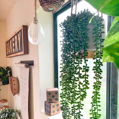 CEWOR  Artificial Plants Wall Home Decor