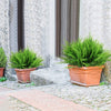 AUMVEYI 20 Bundles Artificial Boston Ferns Plants