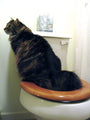 CitiKitty As Seen on Shark Tank Cat Toilet Training Kit