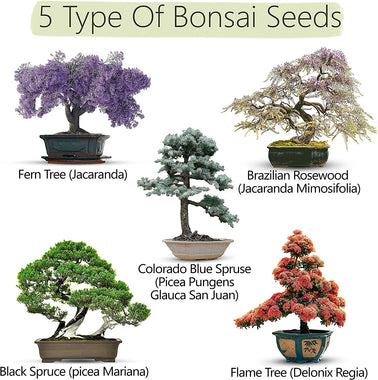 Mini-Bonsai Plant Growing Kit to Easily Grow 5 Bonzai Trees