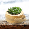 Creative Display Pine Candle Holder Succulent Flower