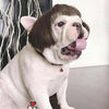 Pet Wig Small Dog Cat Cospaly Cross Dressing Hair Set